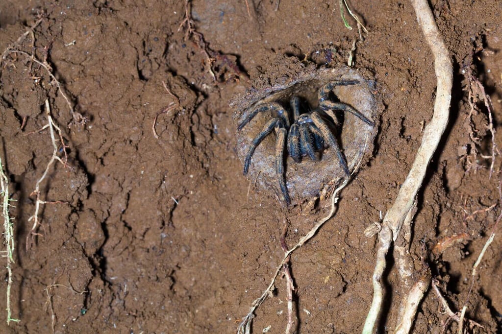 Falltürspinne ragt aus dem Eingang ihres mit Gespinst verstärkten Erdbaues