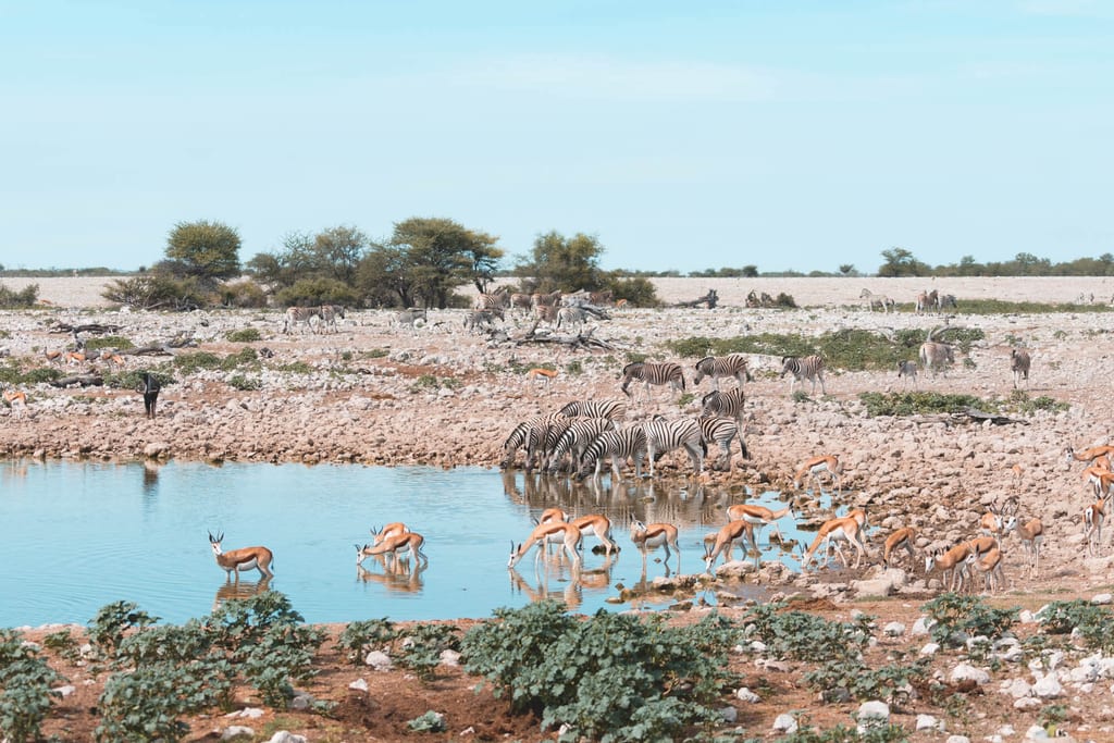 Tiere am Wasserloch beim Etosha Camping