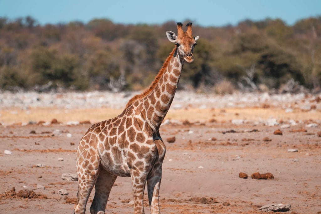 Einzelne Giraffe steht auf trockener Ebene, Mittagslicht, Blick zur Kamera.