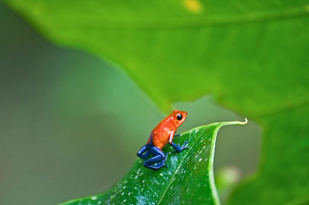 Kleiner orange-rot blauer Frosch sitzt auf dem Rand eines grünen Blattes