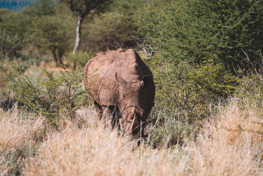Nashorn beim Rhino Tracking am Waterberg