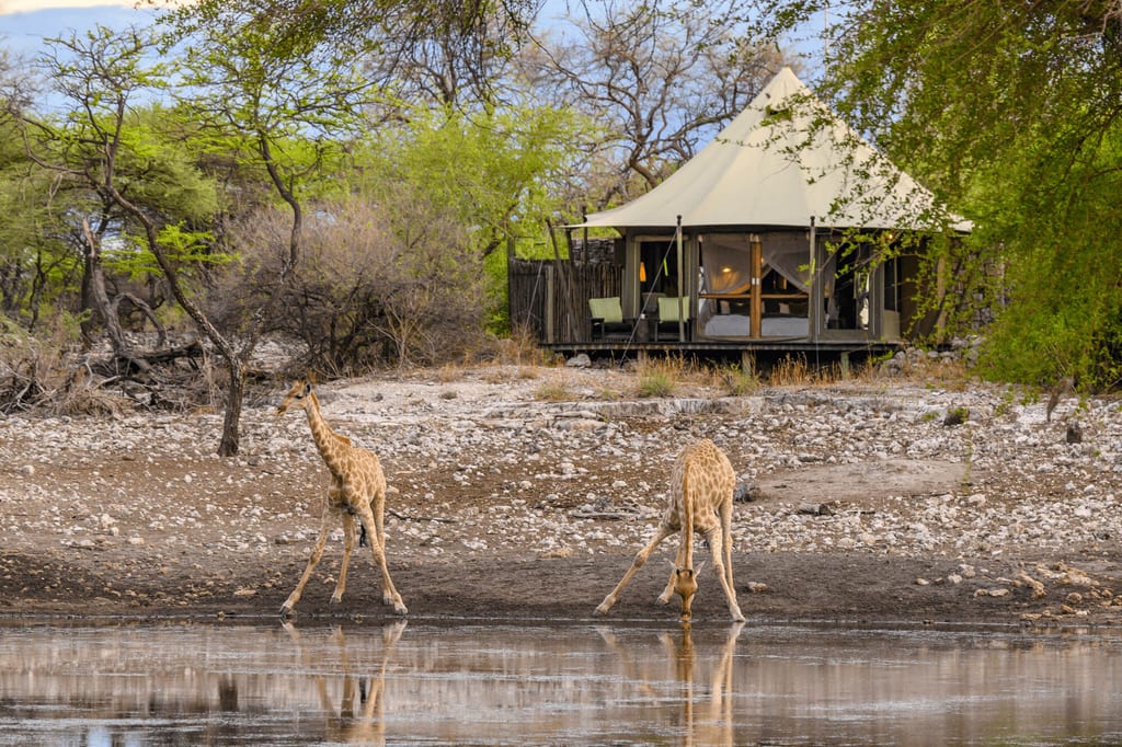 Zwei langhalsige Huftiere am Wasser vor einem erhöhten Safari-Zelt im warmen Abendlicht.
