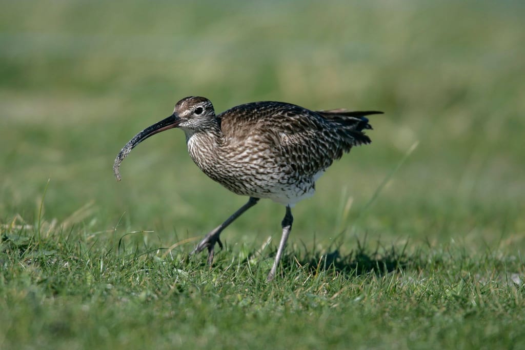 Regenbrachvogel läuft auf kurzgrasiger Fläche, seitliche Aufnahme im weichen Tageslicht