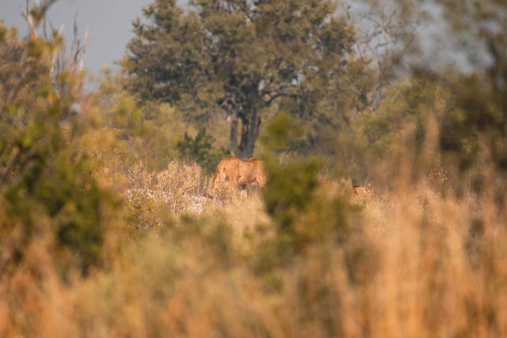Zwei große säugetierartige Tiere laufen halb verdeckt durchs hohe Gras in warmer Spätnachmittagsstimmung.