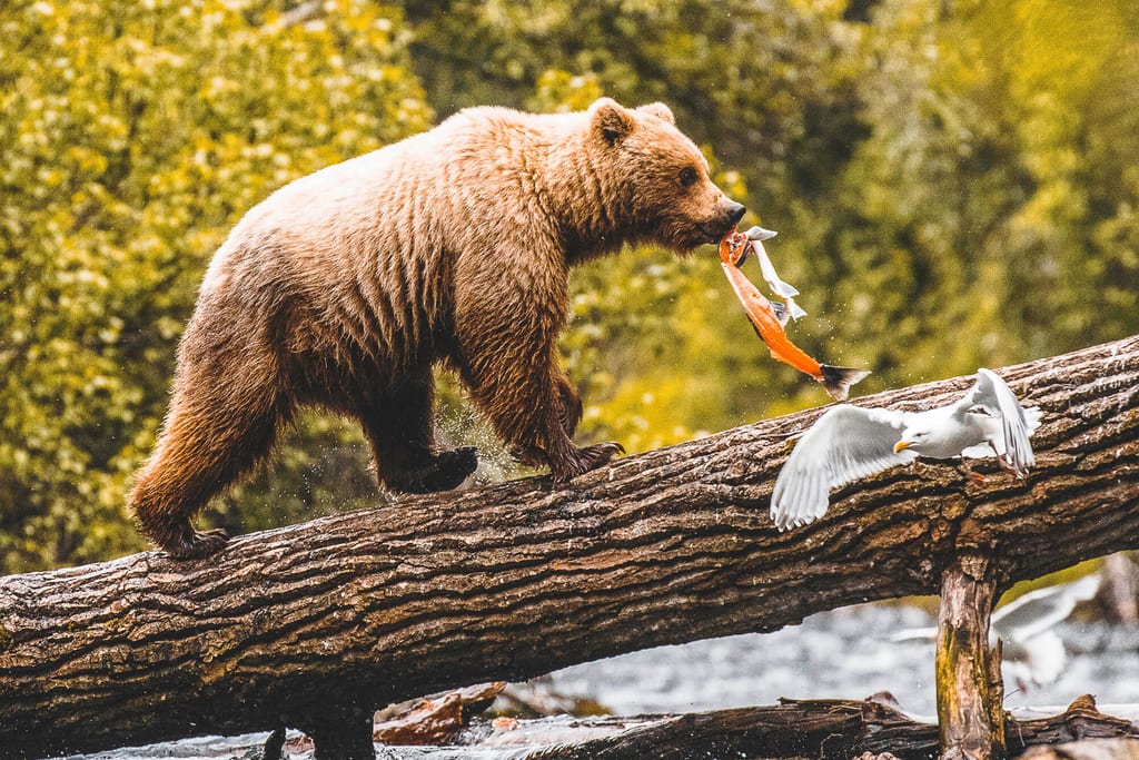 Grizzly trägt Lachs in den Wald
