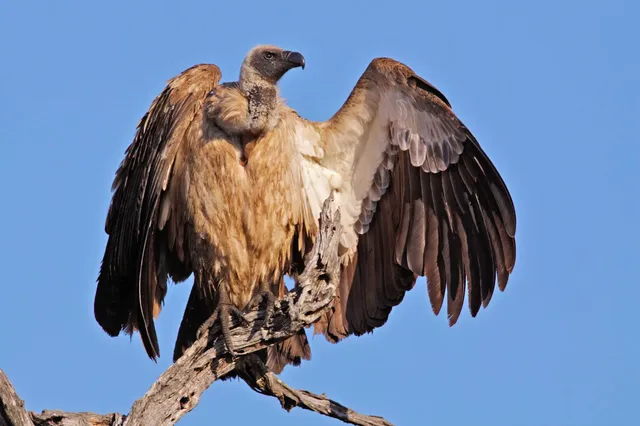 Greifvogel sitzt auf totem Ast mit ausgebreiteten Flügeln vor blauem Himmel.