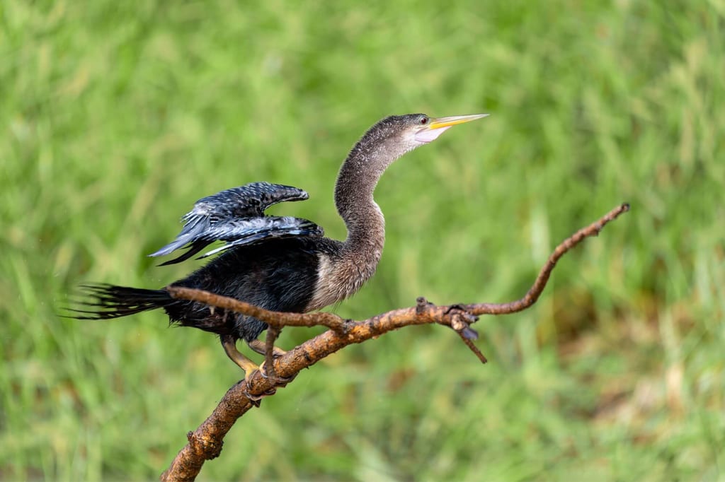 Amerikanischer Schlangenhalsvogel sitzt seitlich auf einem Zweig, Flügel leicht geöffnet vor grünem Hintergrund.