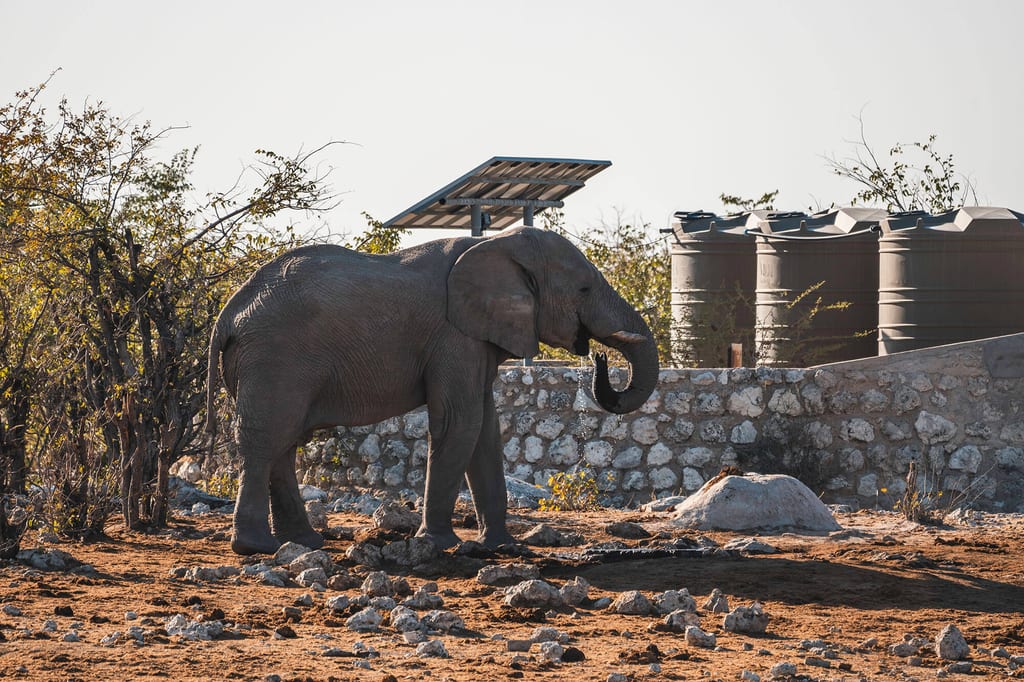 Ein Elefant steht neben einer Steinmauer vor Wasserbehältern und Solarpanel im warmen Spätnachmittagslicht.