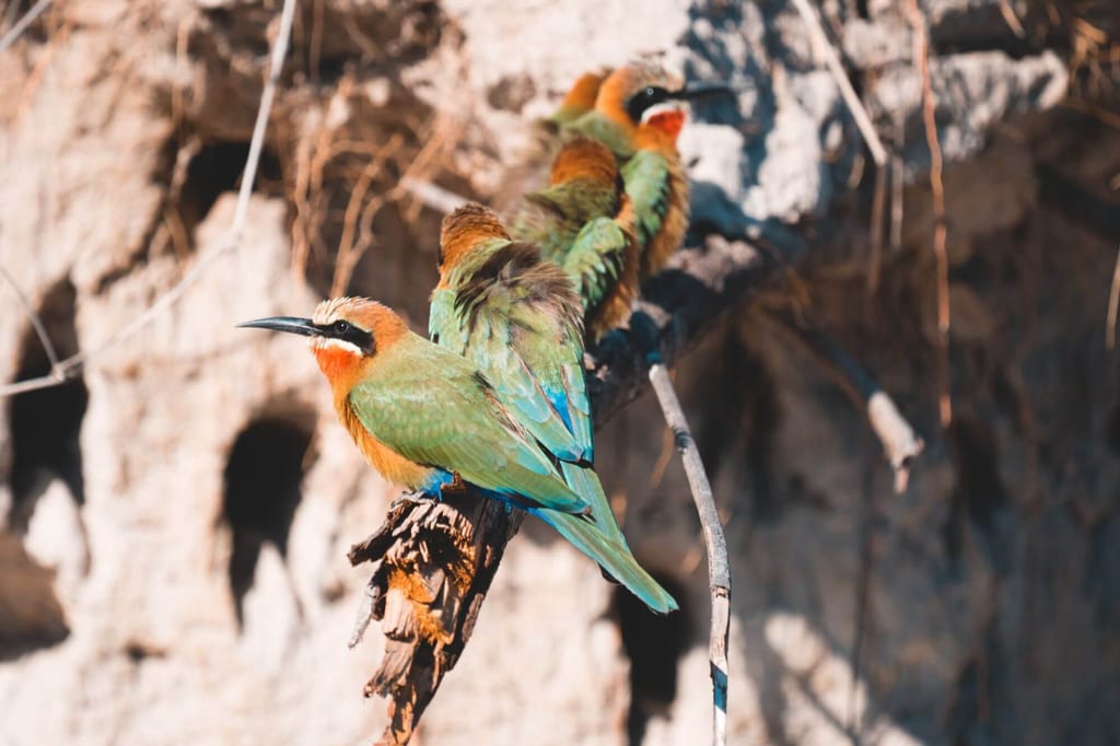 Bunte Bienenfresser sitzen auf einem Ast dicht beieinander und wärmen sich in der Morgensonne auf