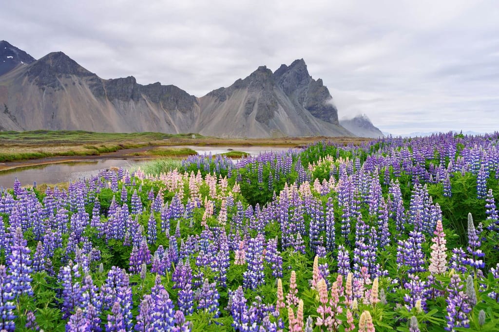 Lupinenfeld im Vordergrund, Fluss und dunkle Bergspitzen unter bewölktem Himmel