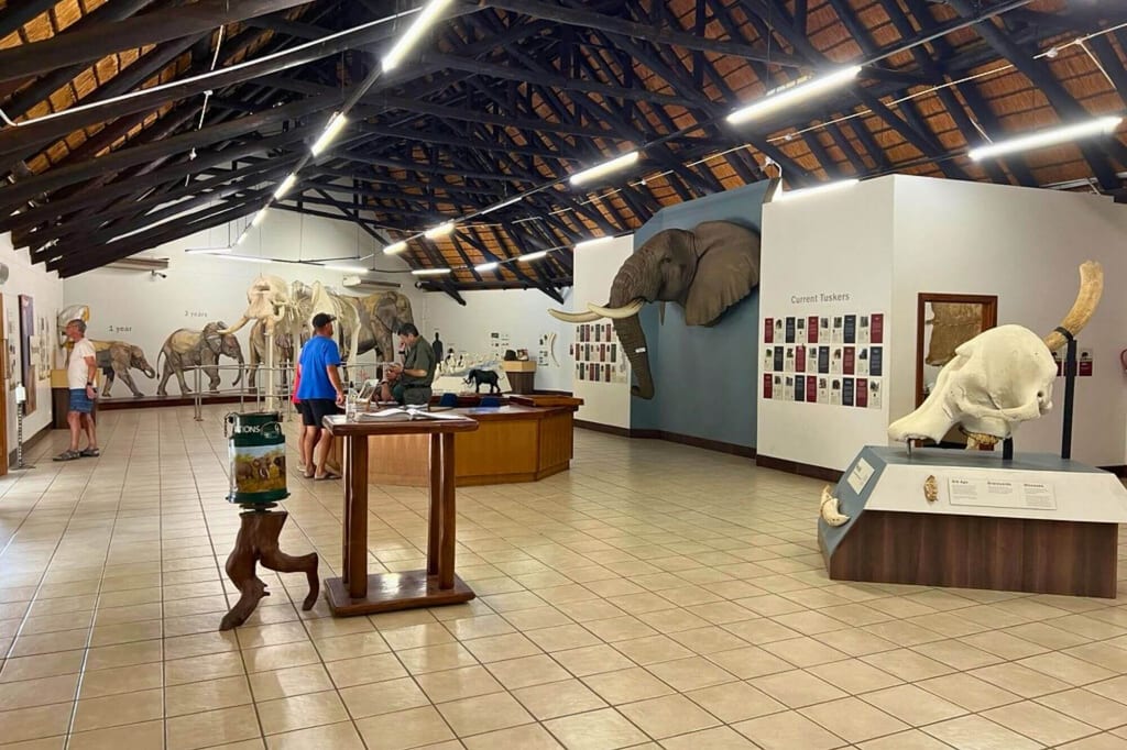 Innenansicht eines Museums mit Elefantenexponaten, Besuchern und Informationsständen.