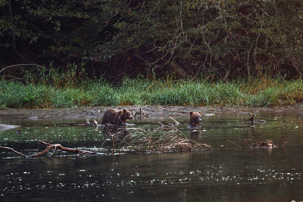 Zwei Bären waten im seichten Fluss vor bewachsenem Ufer bei gedämpftem Licht.