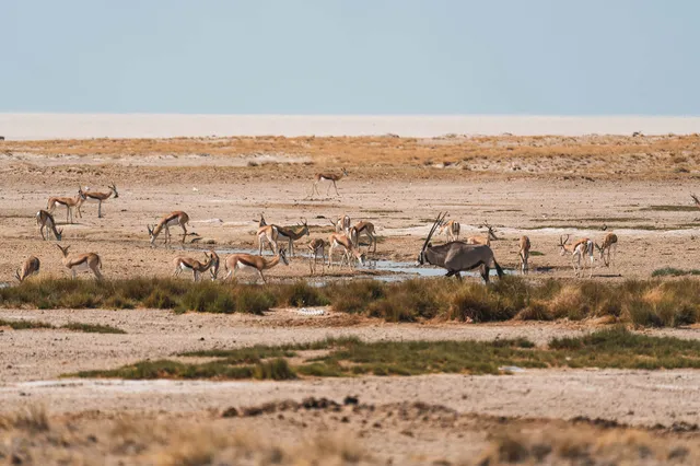 Gruppe von Antilopen und eine größere Antilope an einer Wasserstelle in trockener Salzpfanne bei hellem Tageslicht.