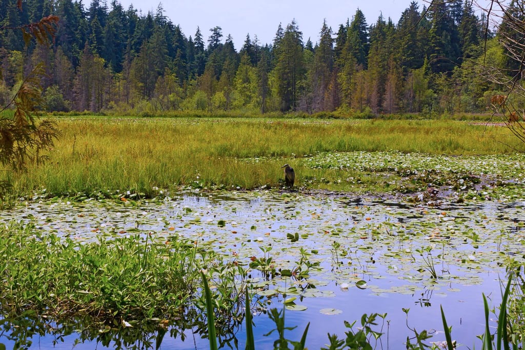 Feuchtgebiet mit Seerosen und einem Vogel am Ufer vor Waldrand