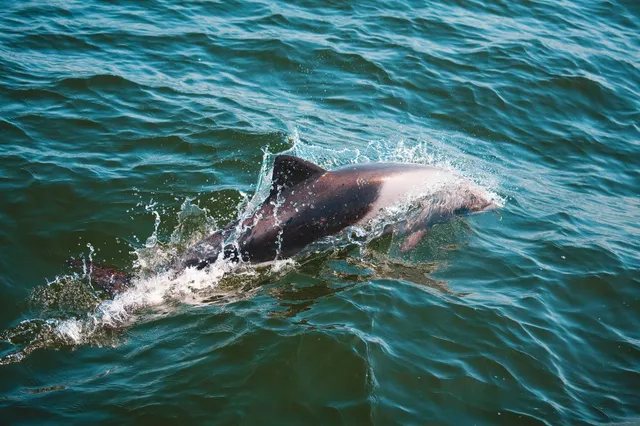 Heaviside-Delfin bricht an der Wasseroberfläche, Spritzwasser, Seitenansicht.