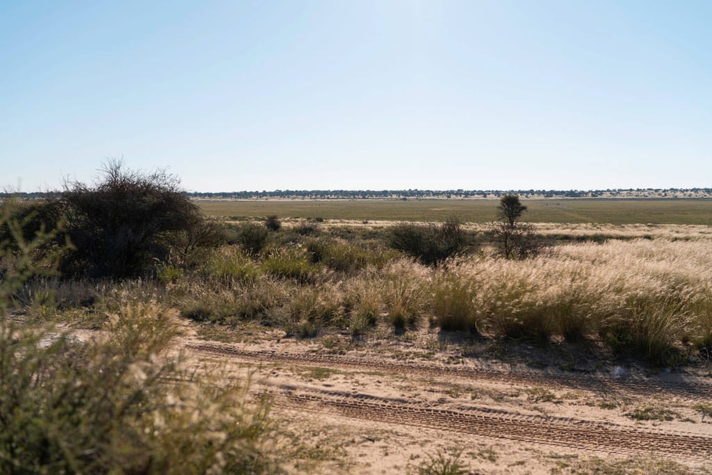 Weite Graslandschaft mit Sandpiste, vereinzelten Büschen und klarem Himmel bei hellem Tageslicht