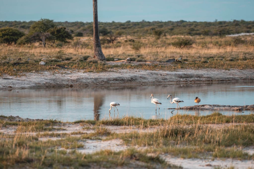 Drei watende Vögel und eine Ente an einer ruhigen Wasserstelle im Abendlicht.