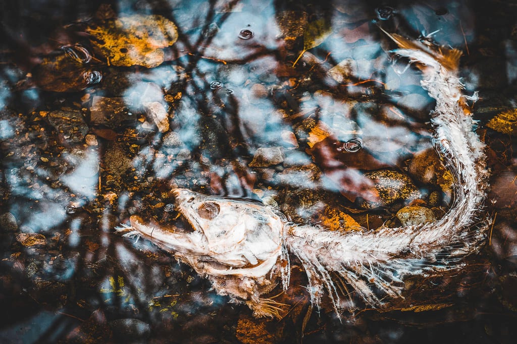 Lachsreste werden zu Dünger für den Waldboden