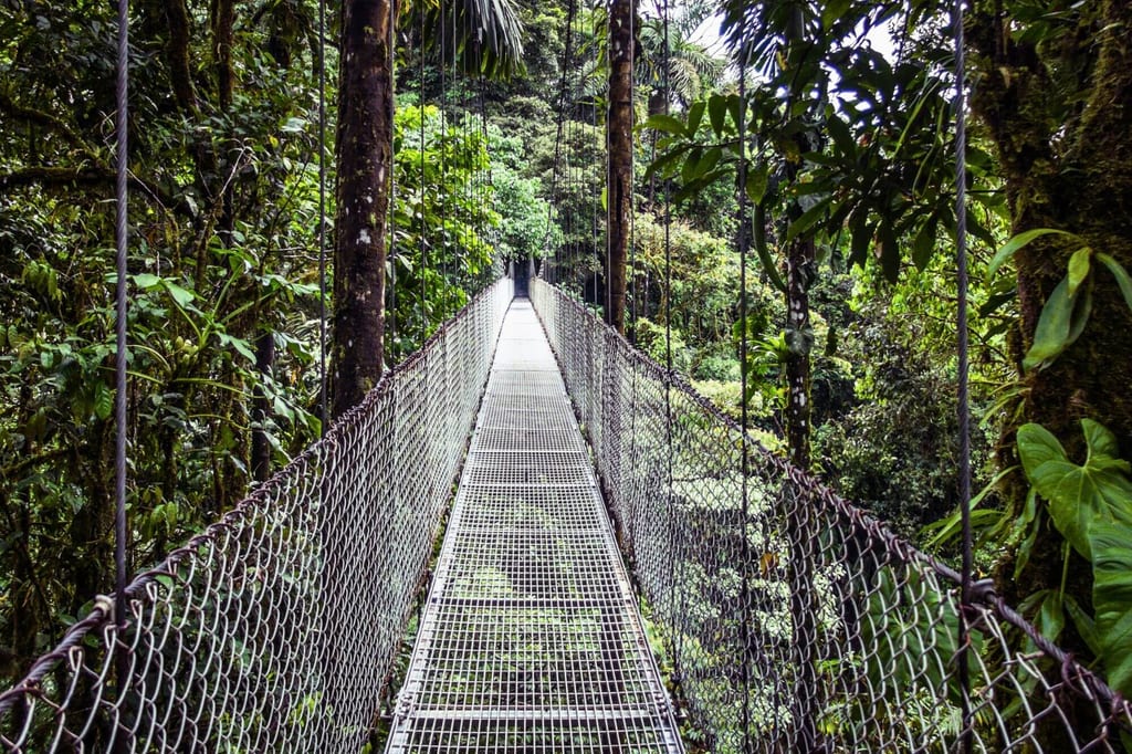 Zentrale Perspektive auf eine metallene Hängebrücke durch dichten Regenwald mit moosbewachsenen Bäumen.