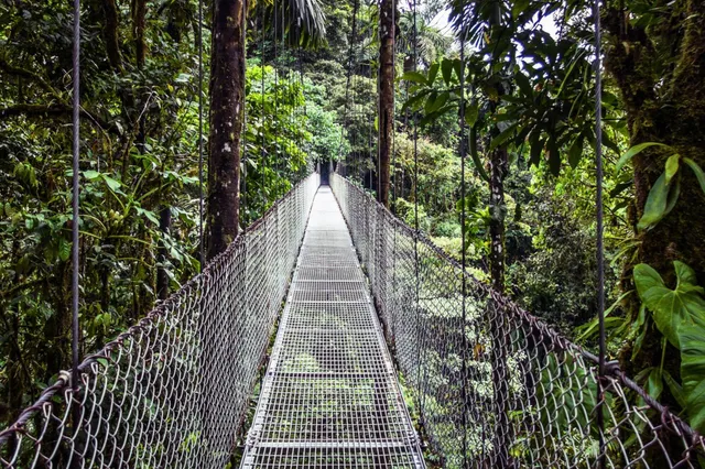Zentrale Perspektive auf eine metallene Hängebrücke durch dichten Regenwald mit moosbewachsenen Bäumen.