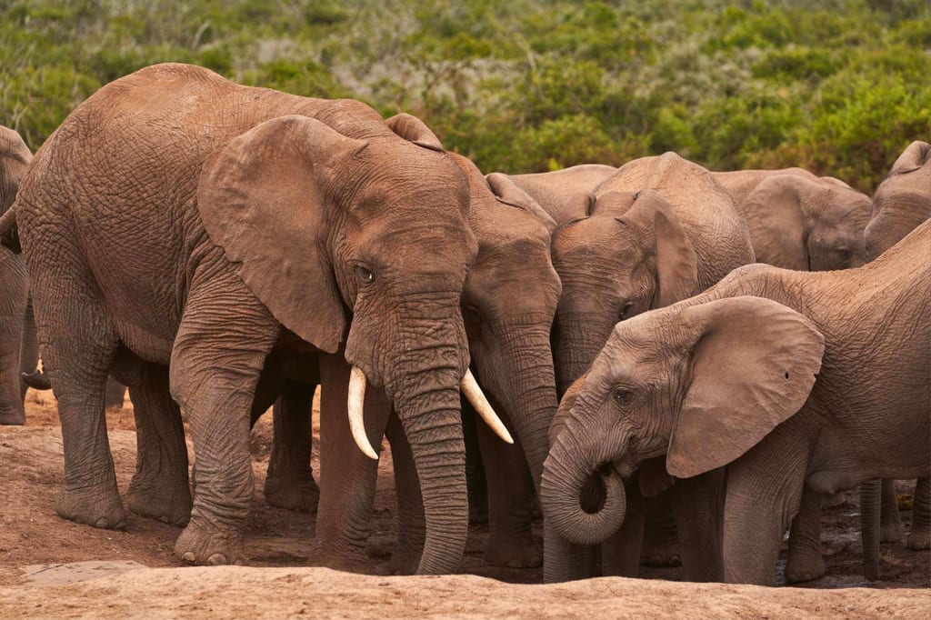 Nahaufnahme einer Elefantenherde an einer Wasserstelle im Addo Elephant Park, Südafrika.