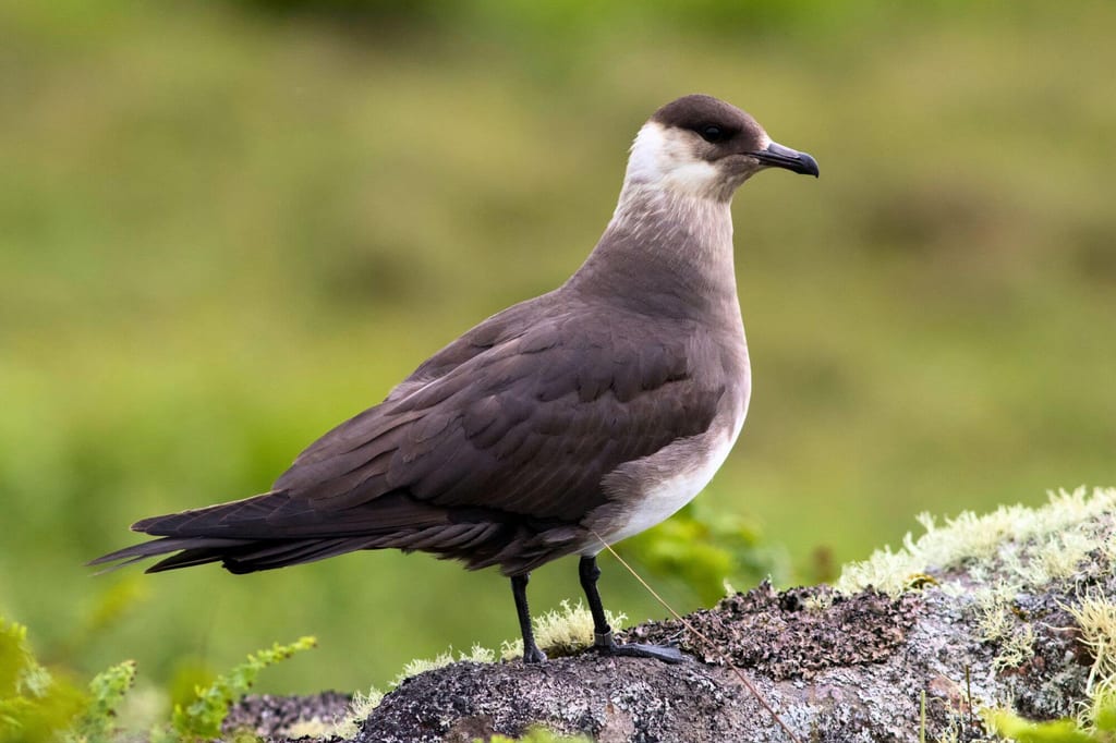 Schmarotzerraubmöwe im Profil auf flechtenbedecktem Felsen vor grünem Hintergrund