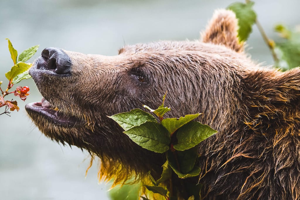 Grizzlybär frisst an einem Zweig am Icefields Parkway