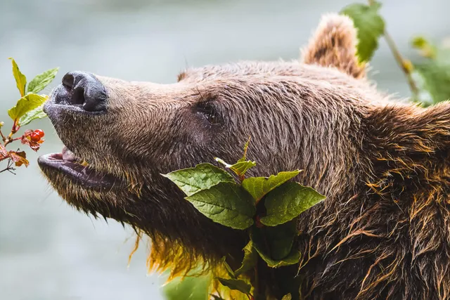 Grizzlybär frisst an einem Zweig am Icefields Parkway