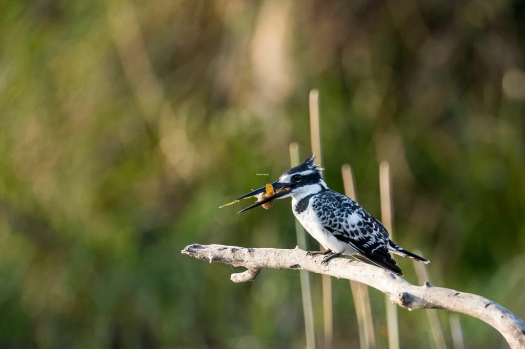 Seitenansicht eines Vogels auf einem Ast mit gefangenem Fisch im Schnabel, warmes Seitenlicht.