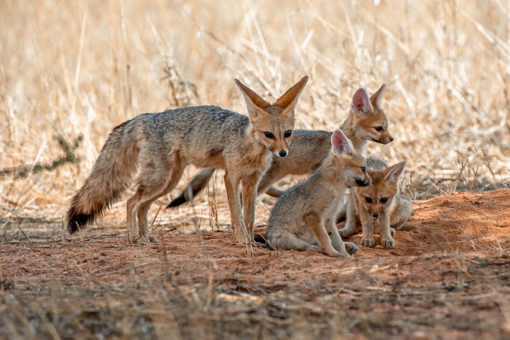 Ein erwachsener Fuchs mit drei Jungtieren auf trockenem Grasland in warmem Tageslicht.