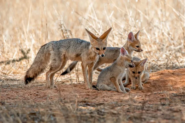Ein erwachsener Fuchs mit drei Jungtieren auf trockenem Grasland in warmem Tageslicht.