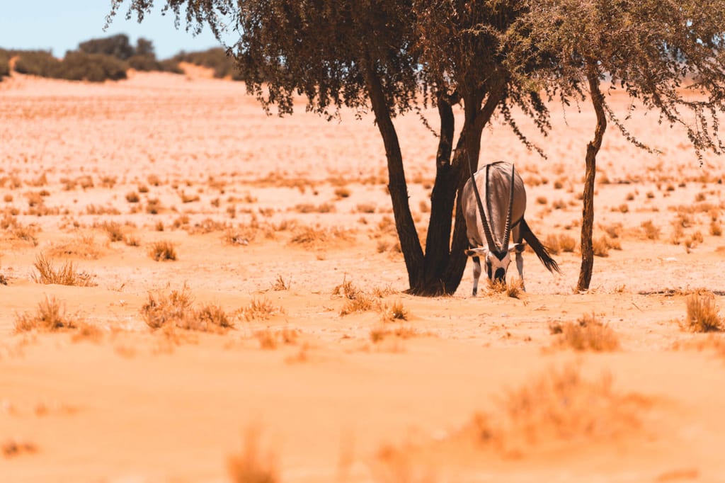 Einzelne Antilope grast unter einem Baum in sandiger Wüstenlandschaft bei hellem Tageslicht.
