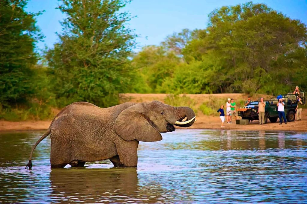 Ein Elefant steht im Fluss, während Safari-Touristen am Ufer fotografieren.