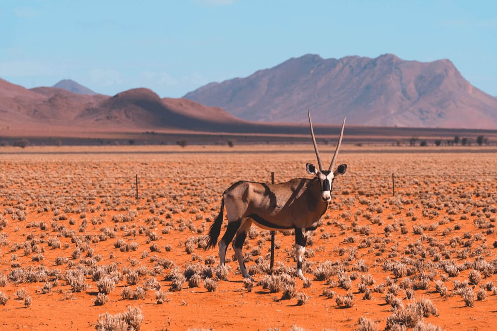 Oryxantilope steht allein in roter Halbwüste vor Bergen bei hellem Tageslicht.