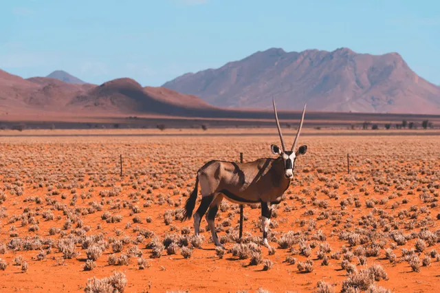 Oryxantilope steht allein in roter Halbwüste vor Bergen bei hellem Tageslicht.