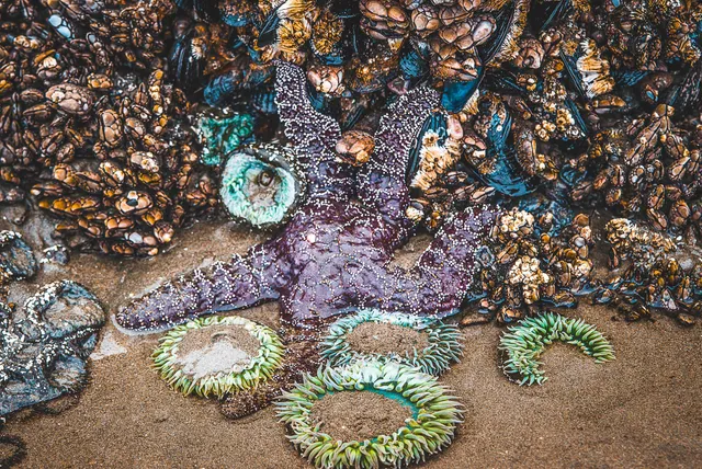 Seestern zwischen Seeanemonen, Miesmuscheln und Seepocken in einem Gezeitenpool bei Ebbe