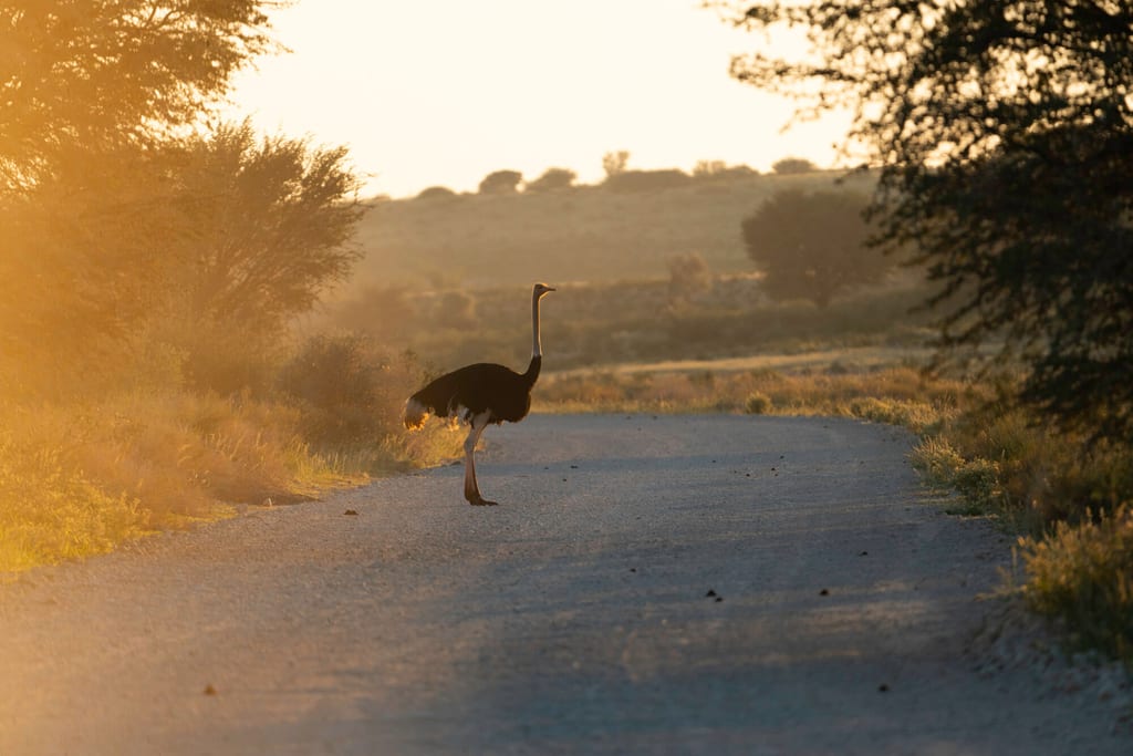 Laufvogel auf Schotterpiste im warmen Gegenlicht des Auob Trockenflusses, Botswana.