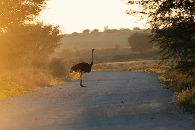 Laufvogel auf Schotterpiste im warmen Gegenlicht des Auob Trockenflusses, Botswana.