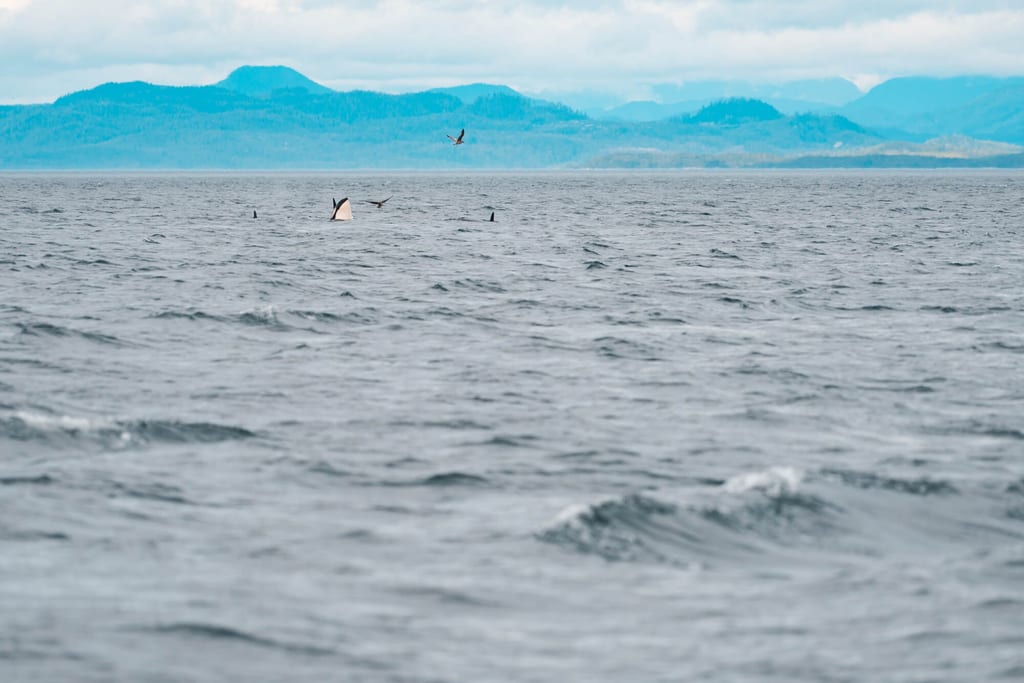 Mit Orcas kajaken in Kanada