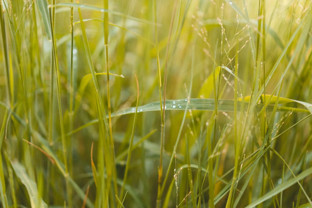Frisches Gras am Waterberg Plateau