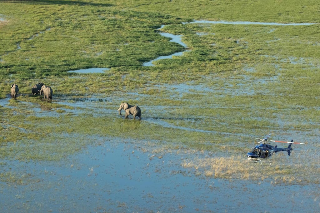 Luftaufnahme: vier Elefanten im flachen Wasser einer Feuchtwiese, Helikopter fliegt niedrig darüber.