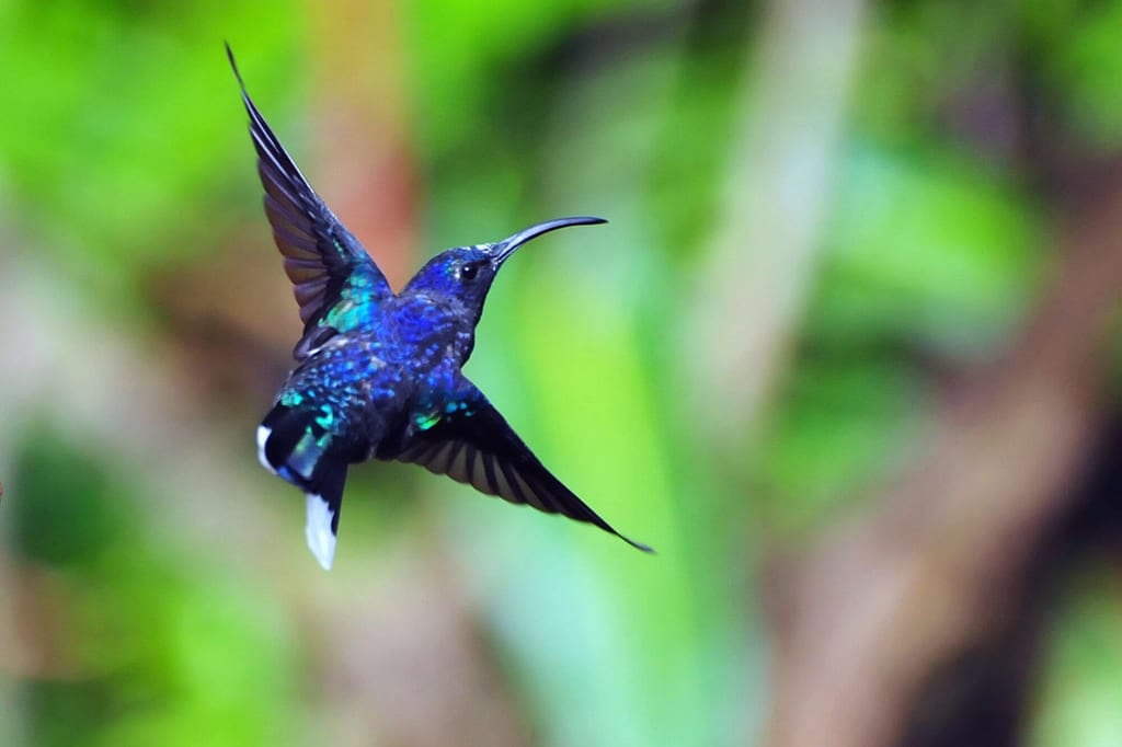 Kolibri mit blau-grünem Gefieder im Flug vor unscharf grünem Hintergrund