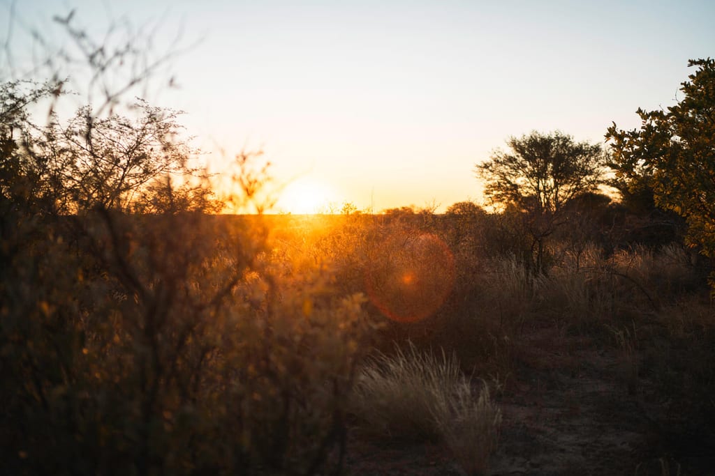 Buschlandschaft mit trockenem Gras und Sträuchern im warmen Licht des Sonnenuntergangs