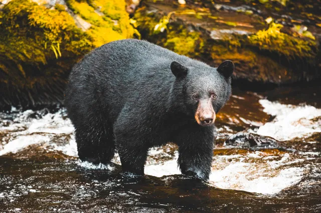 Ein Bär steht im flachen Bach vor moosbewachsenen Ufern und blickt zur Kamera.