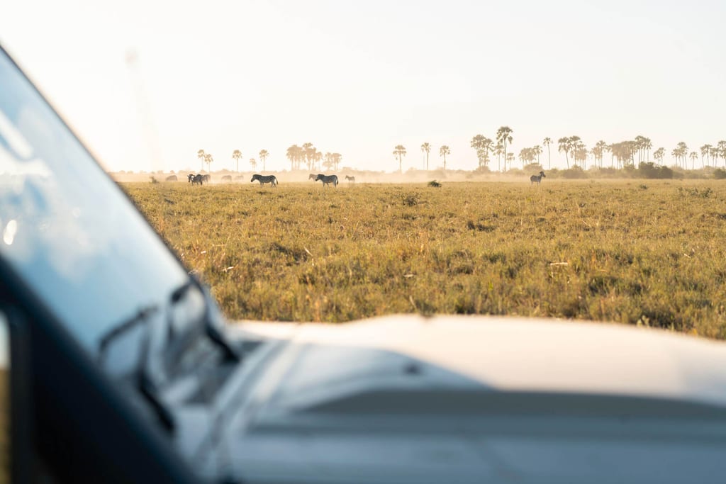Weite Graslandschaft mit Huftieren in der Ferne, fotografiert vom Safari-Fahrzeug bei warmem Morgenlicht.