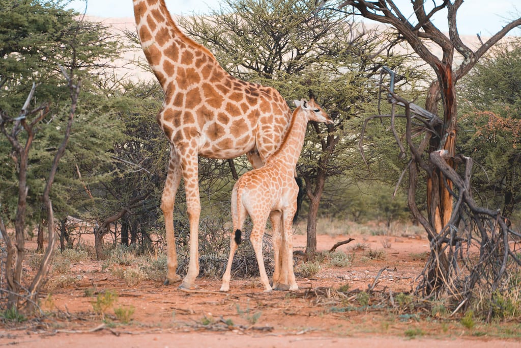 Giraffen in der Buschsavanne in Namibia