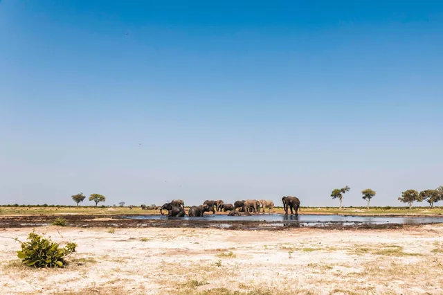 Elefantenherde trinkt an einer Wasserstelle in weiter Savanne unter blauem Himmel
