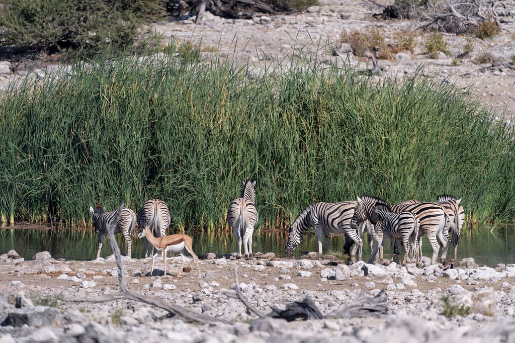 Zebras trinken am Ufer vor Schilf, eine Antilope geht im Vordergrund über steinigen Boden.