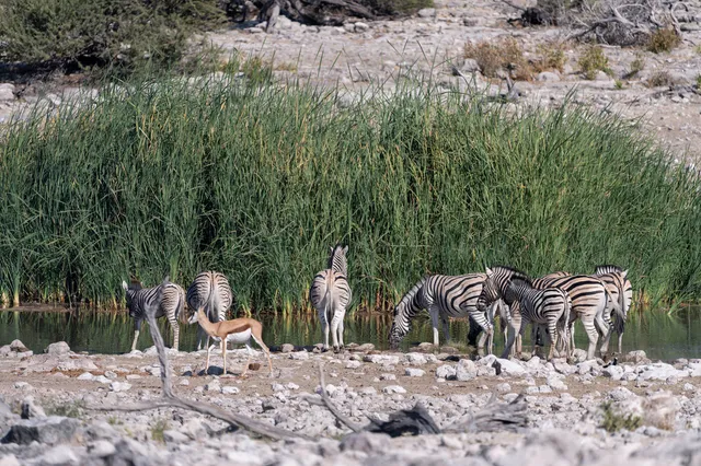Zebras trinken am Ufer vor Schilf, eine Antilope geht im Vordergrund über steinigen Boden.