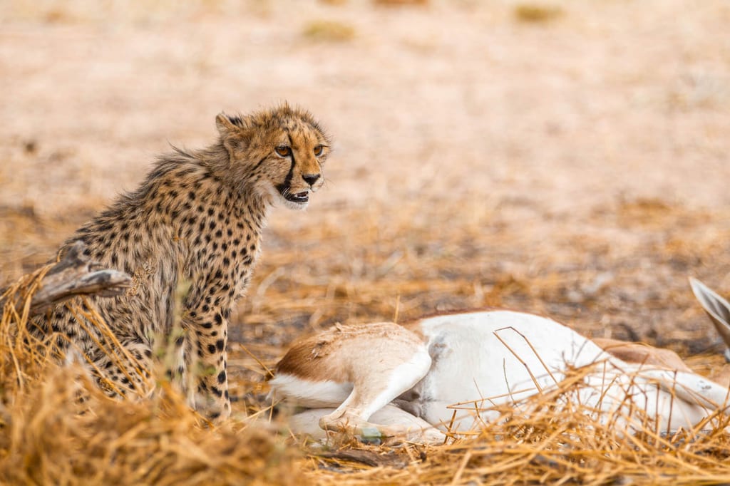 Junge Raubkatze sitzt im trockenen Gras neben einer toten Antilope, Seitenansicht, warmes Tageslicht.